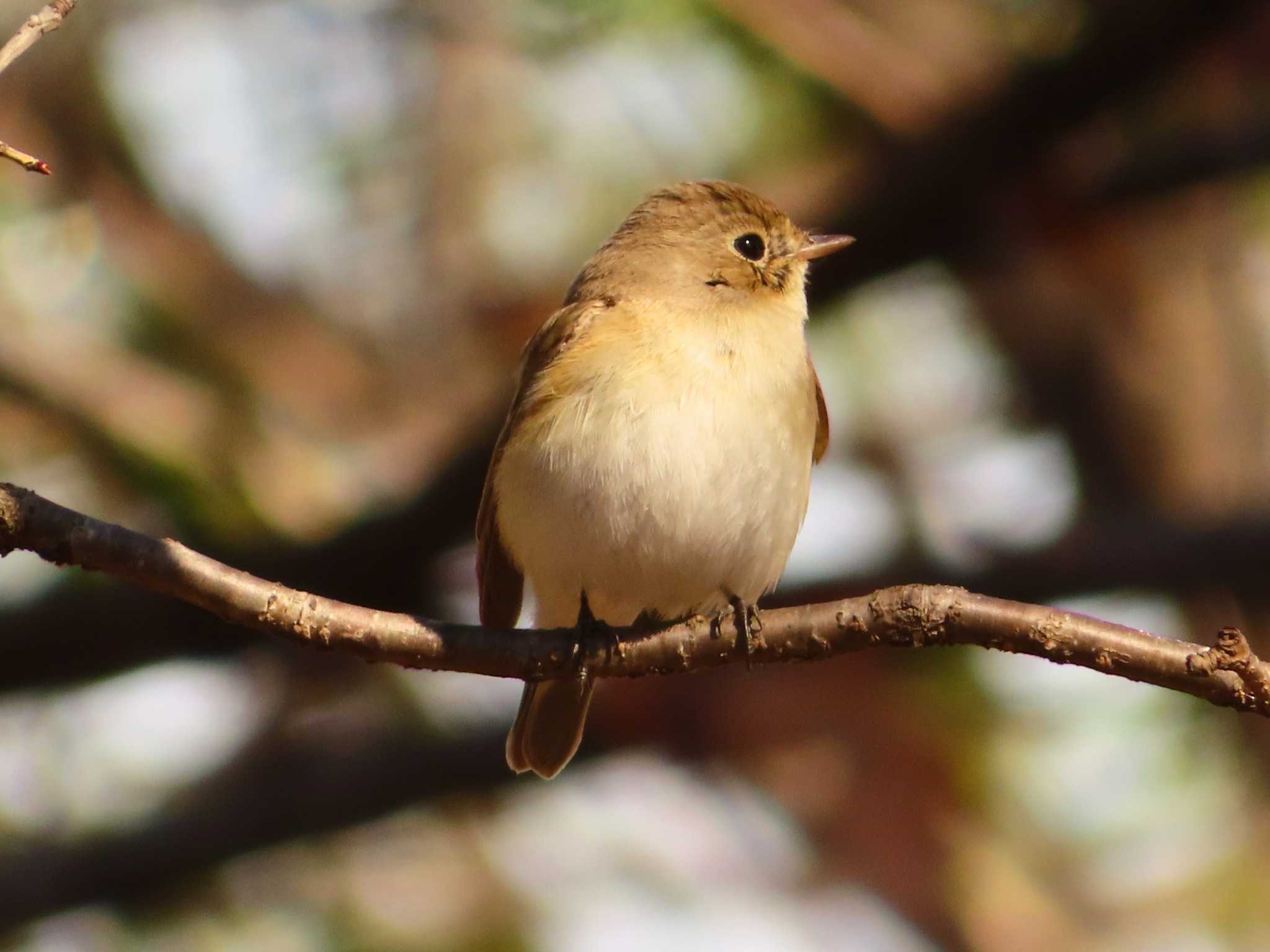 Photo of Red-breasted Flycatcher at まつぶし緑の丘公園 by ゆ