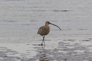 ホウロクシギ 葛西臨海公園 2024年3月28日(木)