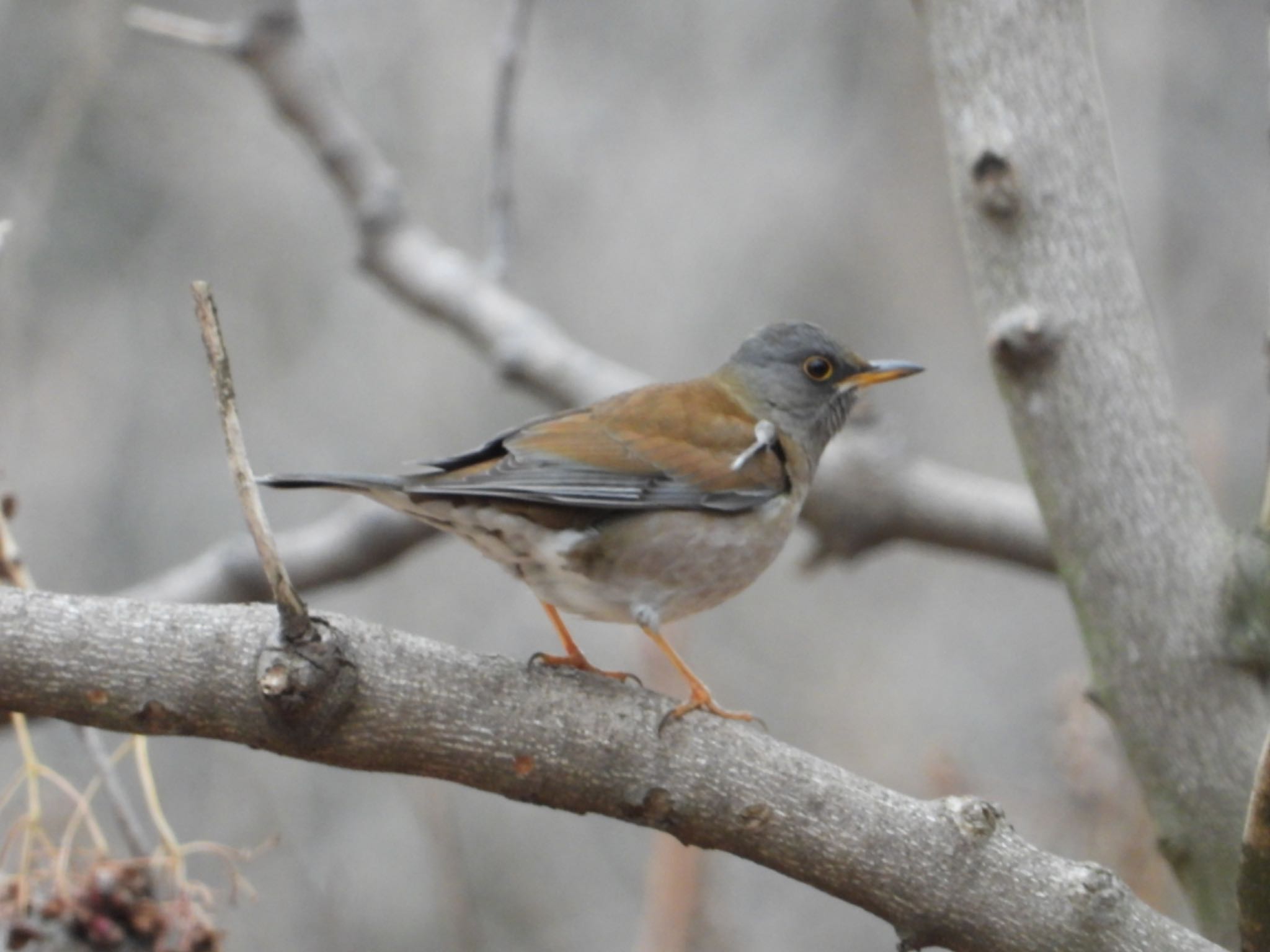 Pale Thrush