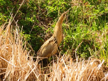 Eurasian Bittern Oizumi Ryokuchi Park Thu, 3/21/2024