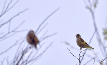 Grey-capped Greenfinch 田原緑地 Sun, 3/24/2024