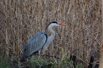 Grey Heron 上谷沼調整池 Sat, 3/30/2024