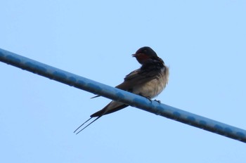 Barn Swallow 上谷沼調整池 Sat, 3/30/2024