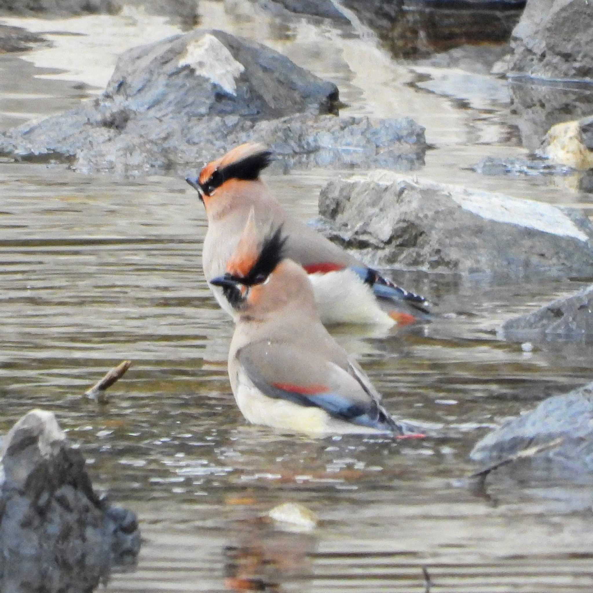 Photo of Japanese Waxwing at  by サジタリウスの眼