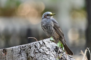 Brown-eared Bulbul 川崎市 Sun, 3/17/2024