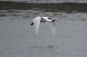 クロツラヘラサギ 葛西臨海公園 2024年3月28日(木)