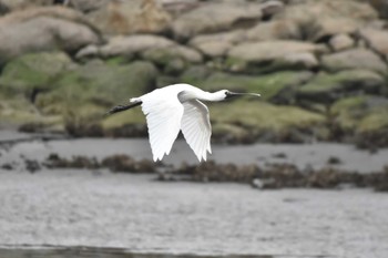 クロツラヘラサギ 葛西臨海公園 2024年3月28日(木)