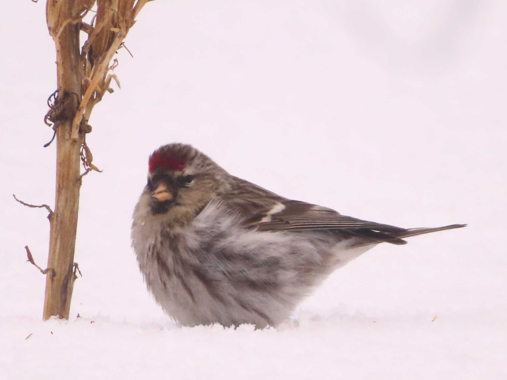 Photo of Common Redpoll at Makomanai Park by ゆ