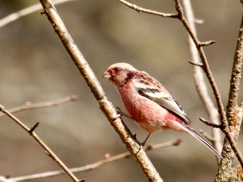 Siberian Long-tailed Rosefinch 庚申山総合公園 Mon, 3/4/2024