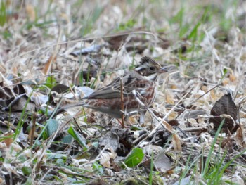 Sat, 1/27/2024 Birding report at 三ツ堀里山自然園 千葉県野田市