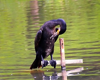 カワウ 大仙公園 2024年3月28日(木)