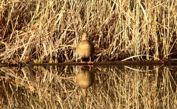 マガモ 舞岡公園 2018年12月16日(日)