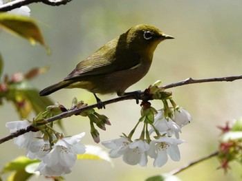 Warbling White-eye 稲佐山公園 Fri, 3/29/2024