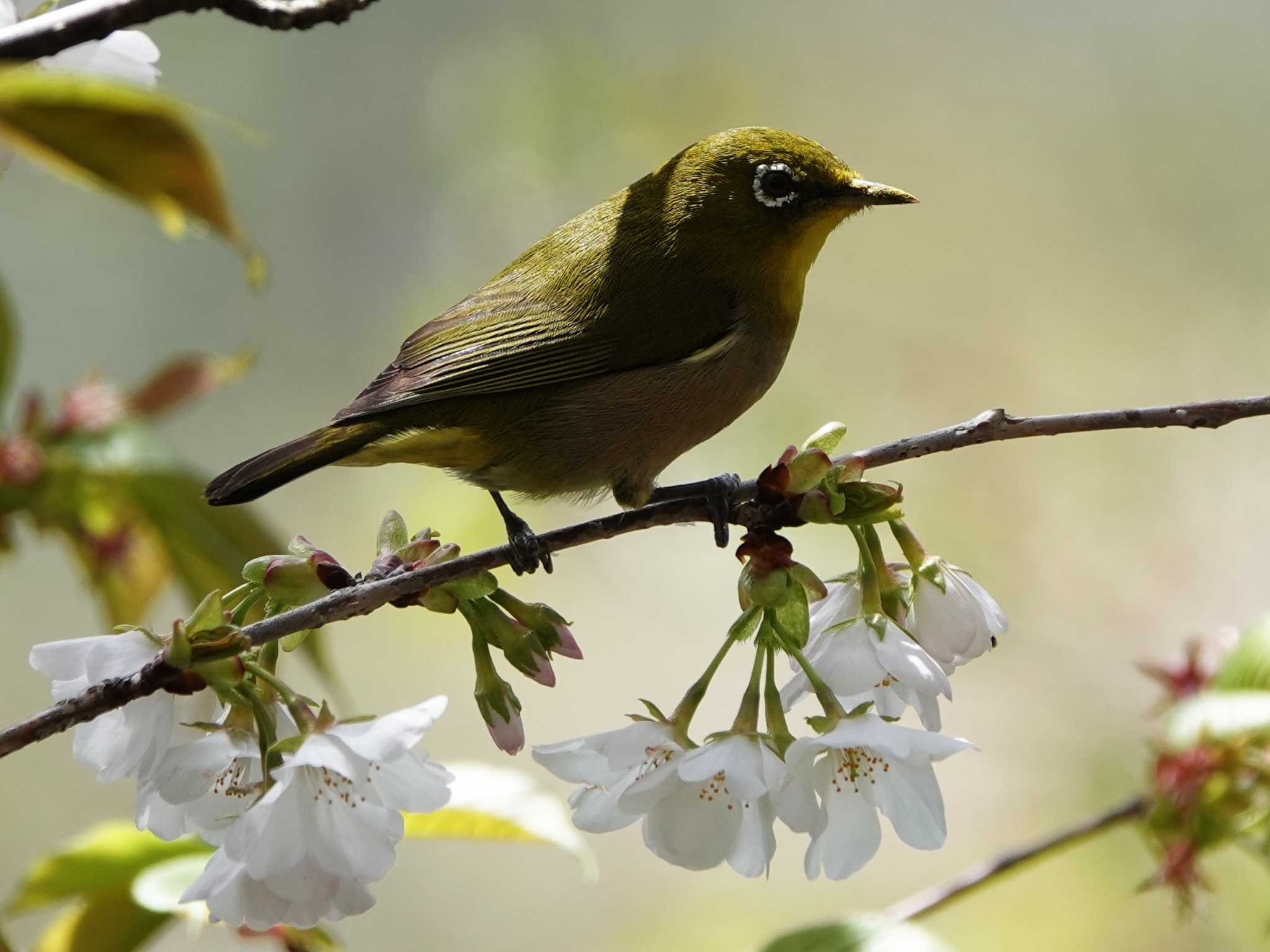 Photo of Warbling White-eye at 稲佐山公園 by M Yama