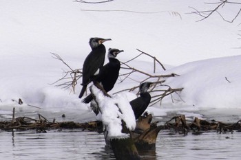 Great Cormorant 札幌 Sun, 2/25/2024