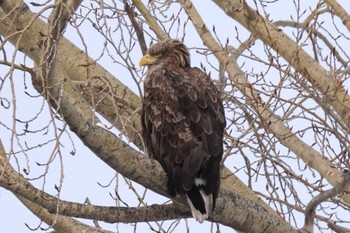 White-tailed Eagle 札幌 Sun, 2/25/2024