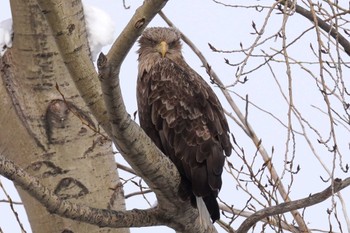 White-tailed Eagle 札幌 Sun, 2/25/2024