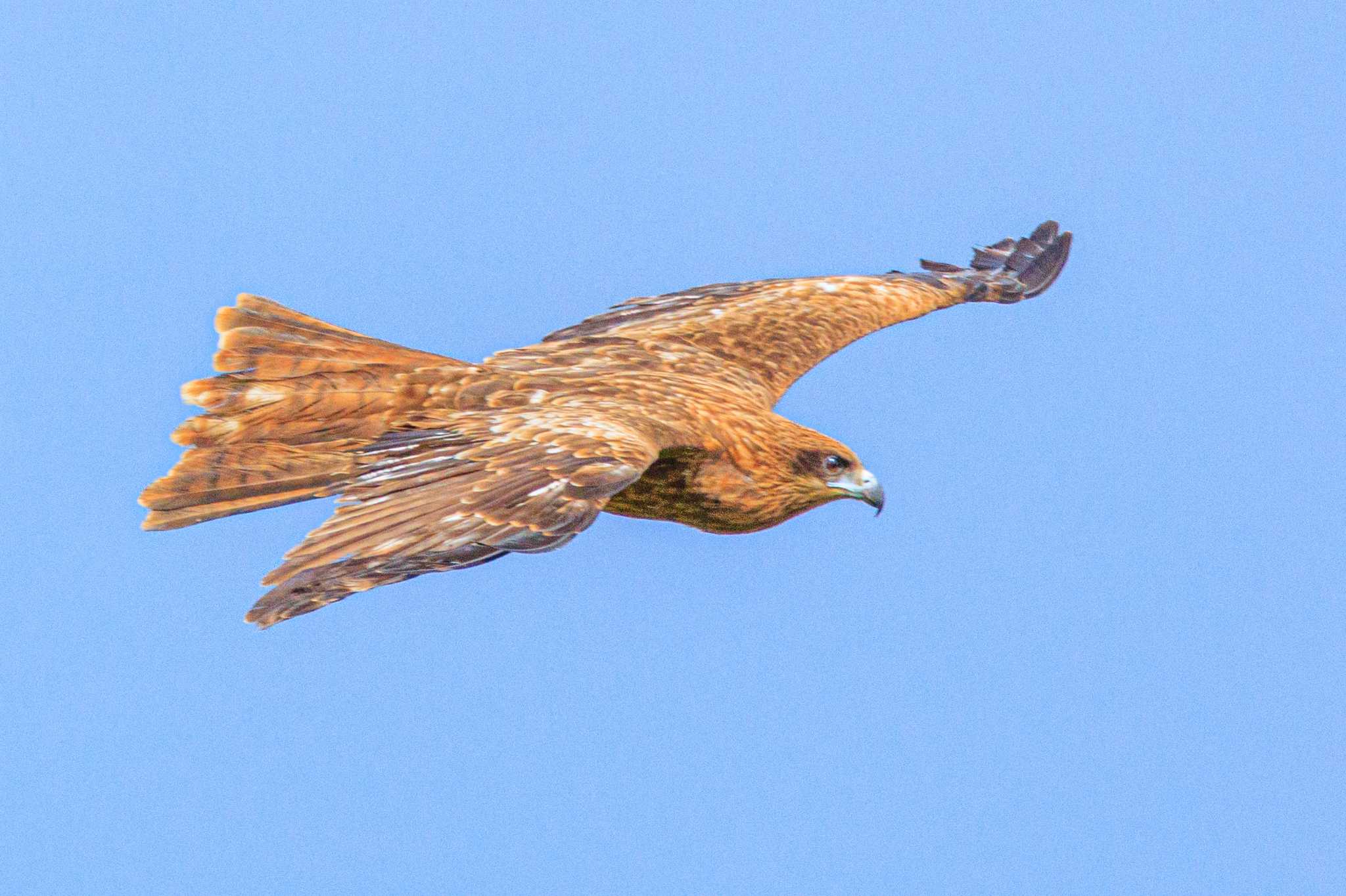 Photo of Black Kite at 明石市大久保町 by ときのたまお