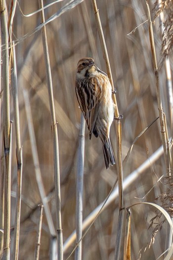 Common Reed Bunting 島田川河口(山口県) Fri, 3/29/2024