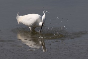 Little Egret 島田川河口(山口県) Fri, 3/29/2024