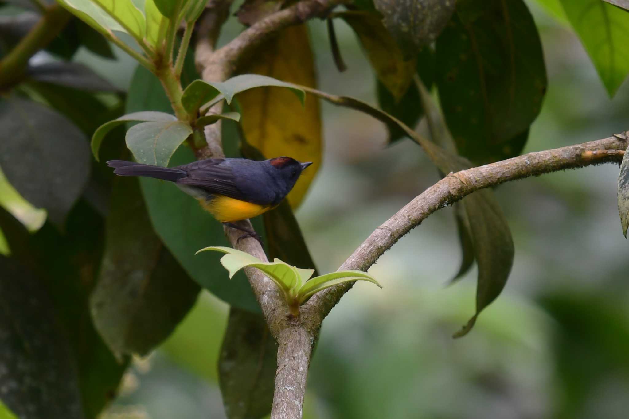 Photo of Slate-throated Whitestart at コスタリカ by でみこ