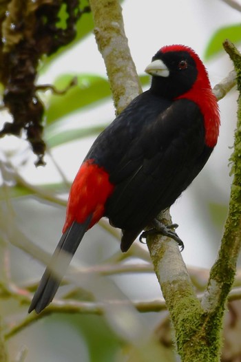 Crimson-collared Tanager コスタリカ Sat, 2/10/2024