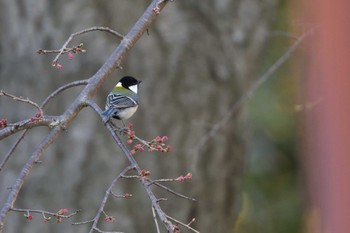 シジュウカラ 長浜公園 2024年3月27日(水)