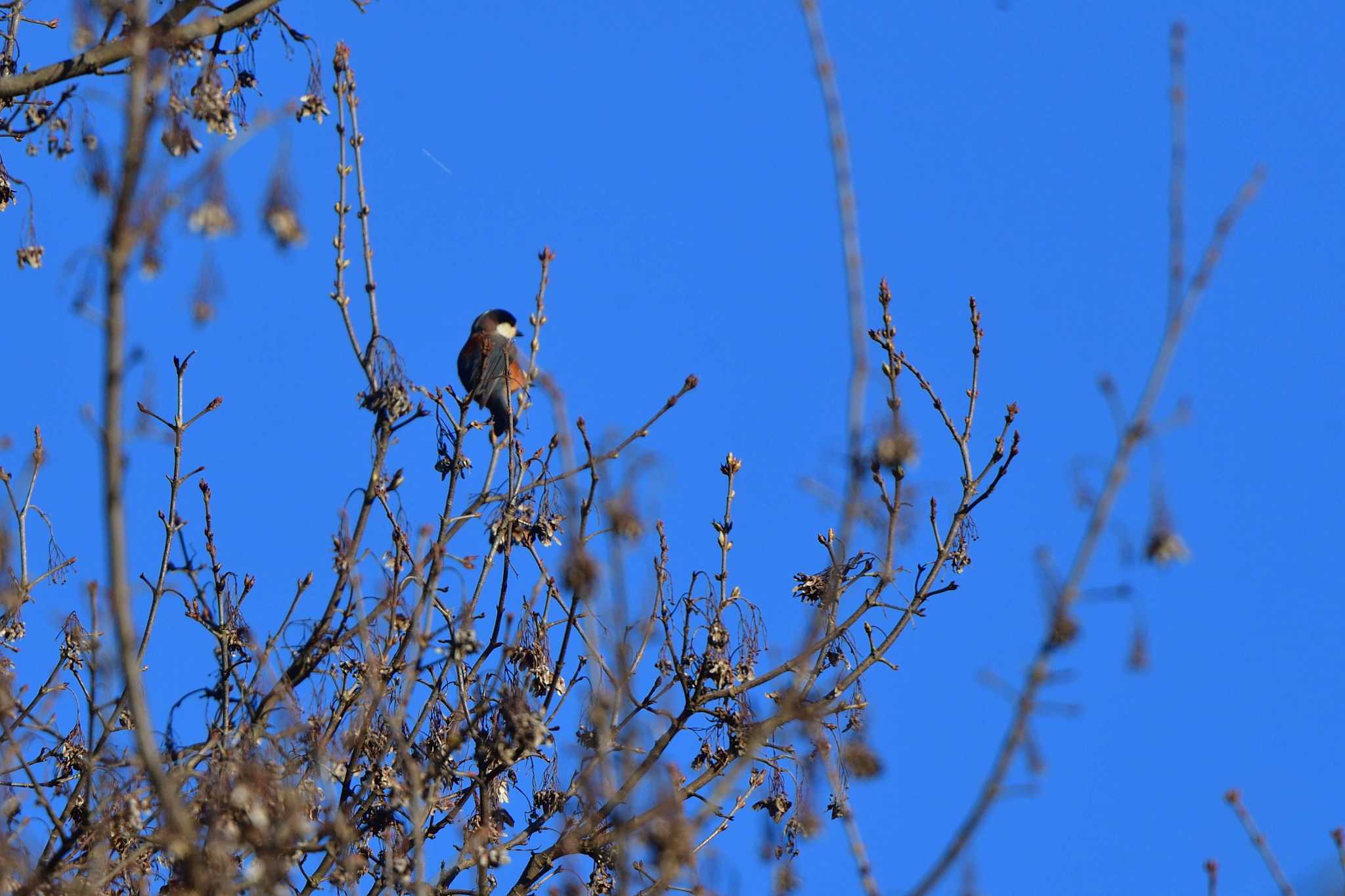 Photo of Varied Tit at Nagahama Park by やなさん