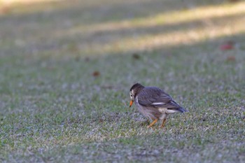 ムクドリ 長浜公園 2024年3月27日(水)