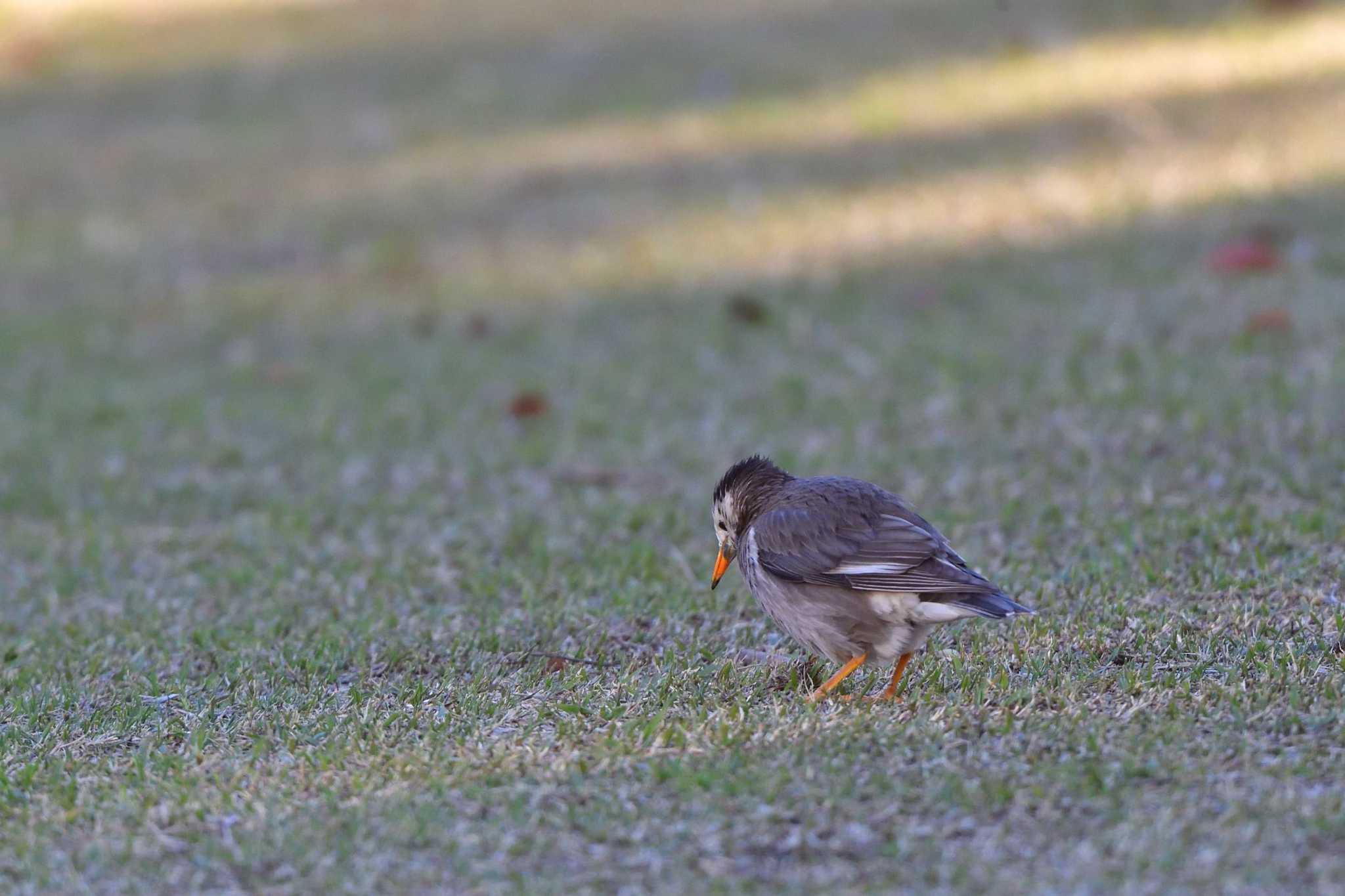 Photo of White-cheeked Starling at Nagahama Park by やなさん