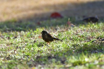 カワラヒワ 長浜公園 2024年3月27日(水)