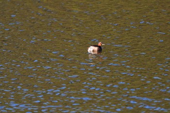 Little Grebe Nagahama Park Wed, 3/27/2024