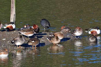 Eurasian Wigeon Nagahama Park Wed, 3/27/2024