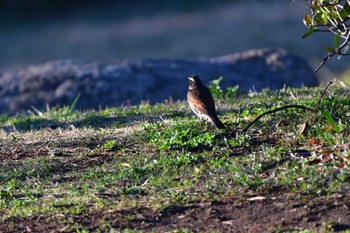 Dusky Thrush Nagahama Park Wed, 3/27/2024