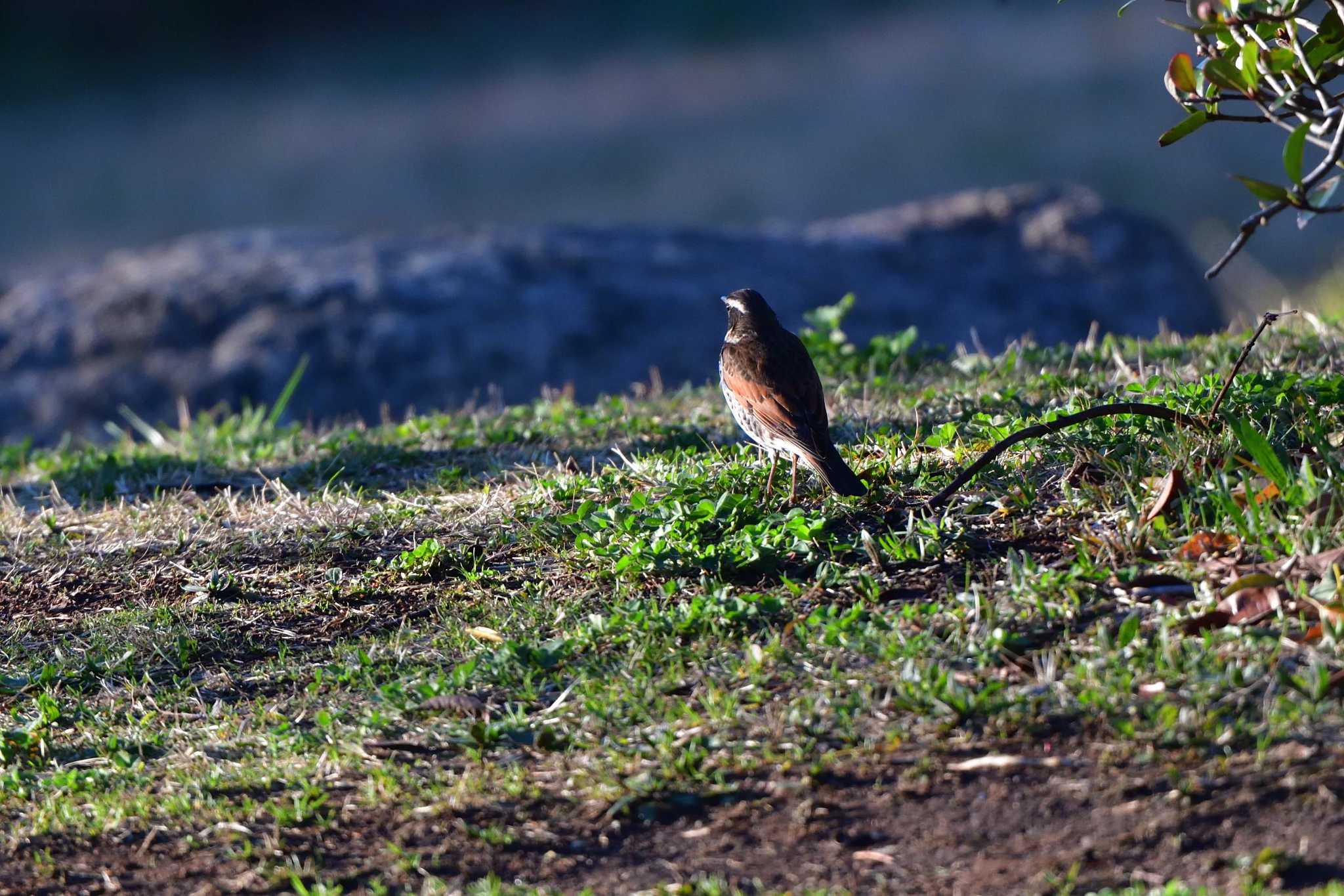 Dusky Thrush