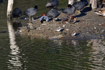 コチドリ 長浜公園 2024年3月27日(水)