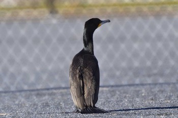 Great Cormorant Nagahama Park Wed, 3/27/2024