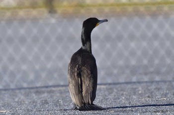 カワウ 長浜公園 2024年3月27日(水)