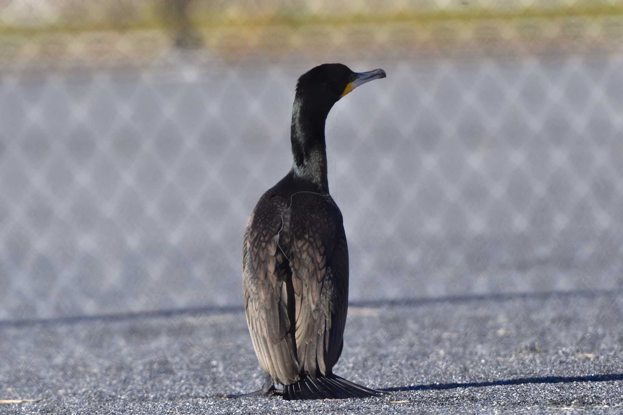 Photo of Great Cormorant at Nagahama Park by やなさん