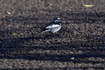 ハクセキレイ 長浜公園 2024年3月27日(水)