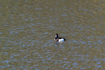 キンクロハジロ 長浜公園 2024年3月27日(水)