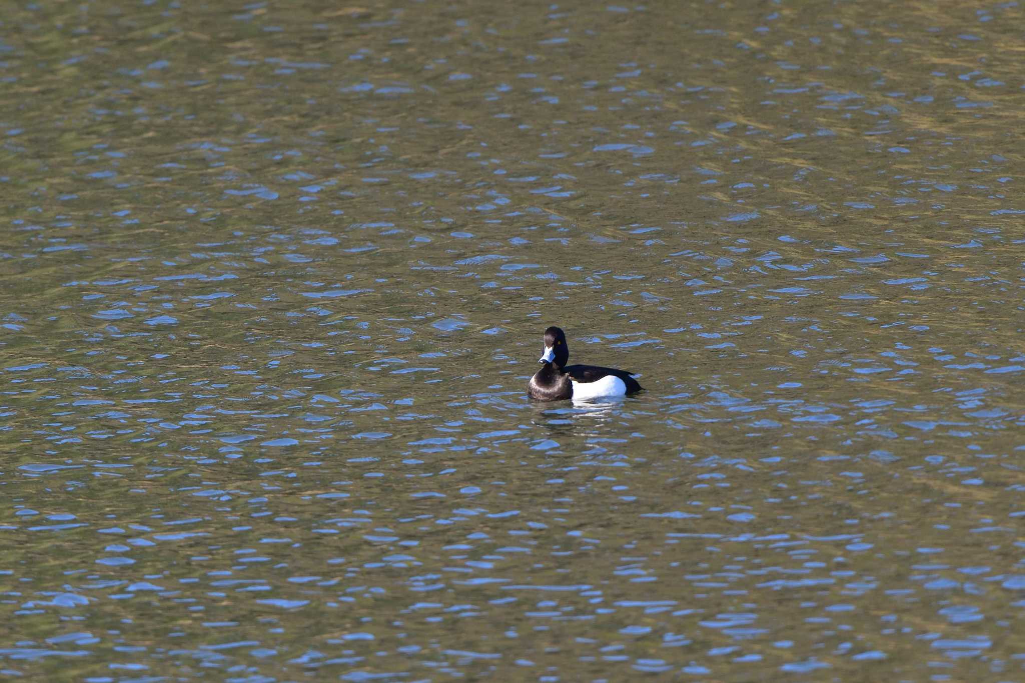 Tufted Duck