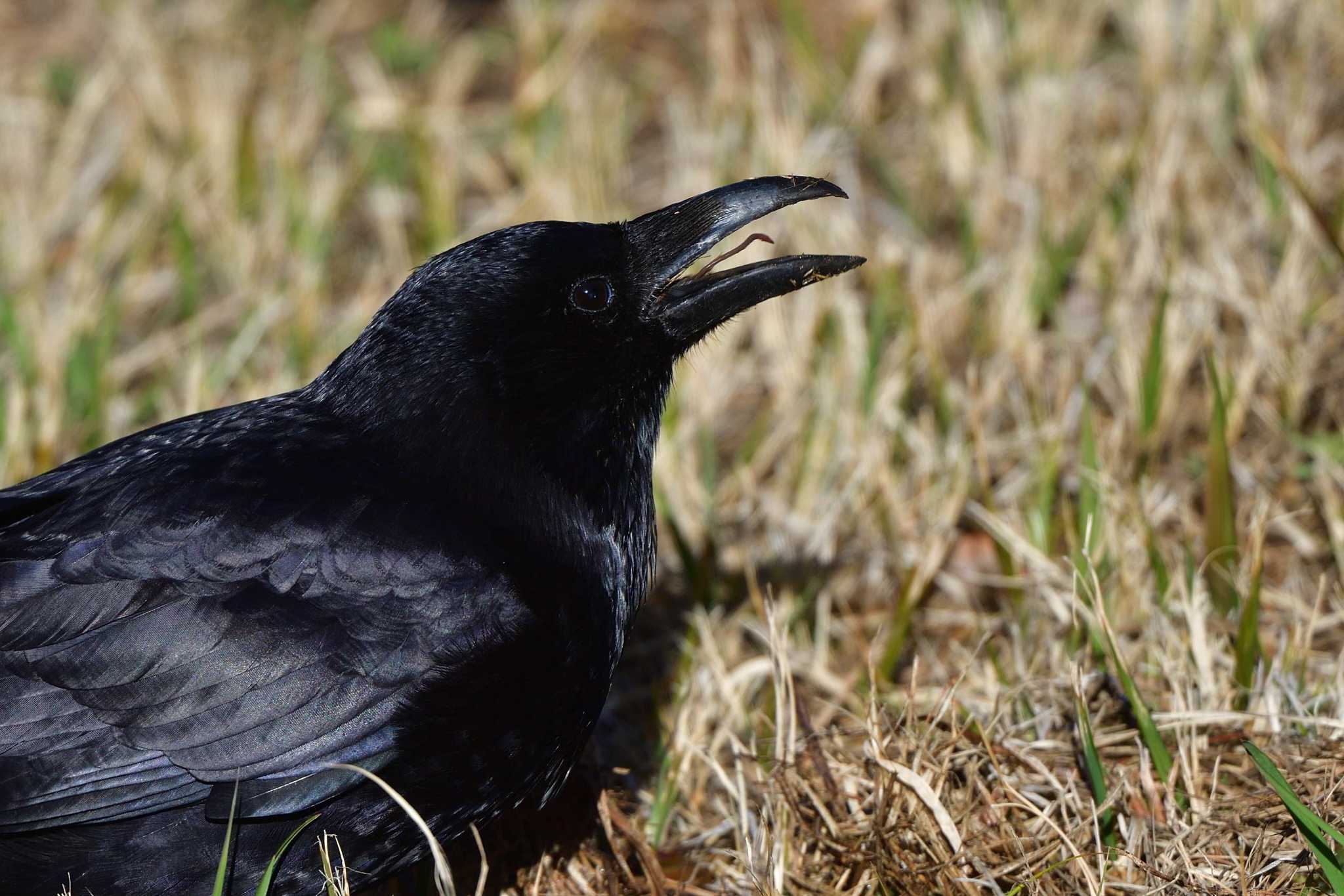 Photo of Large-billed Crow at Nagahama Park by やなさん