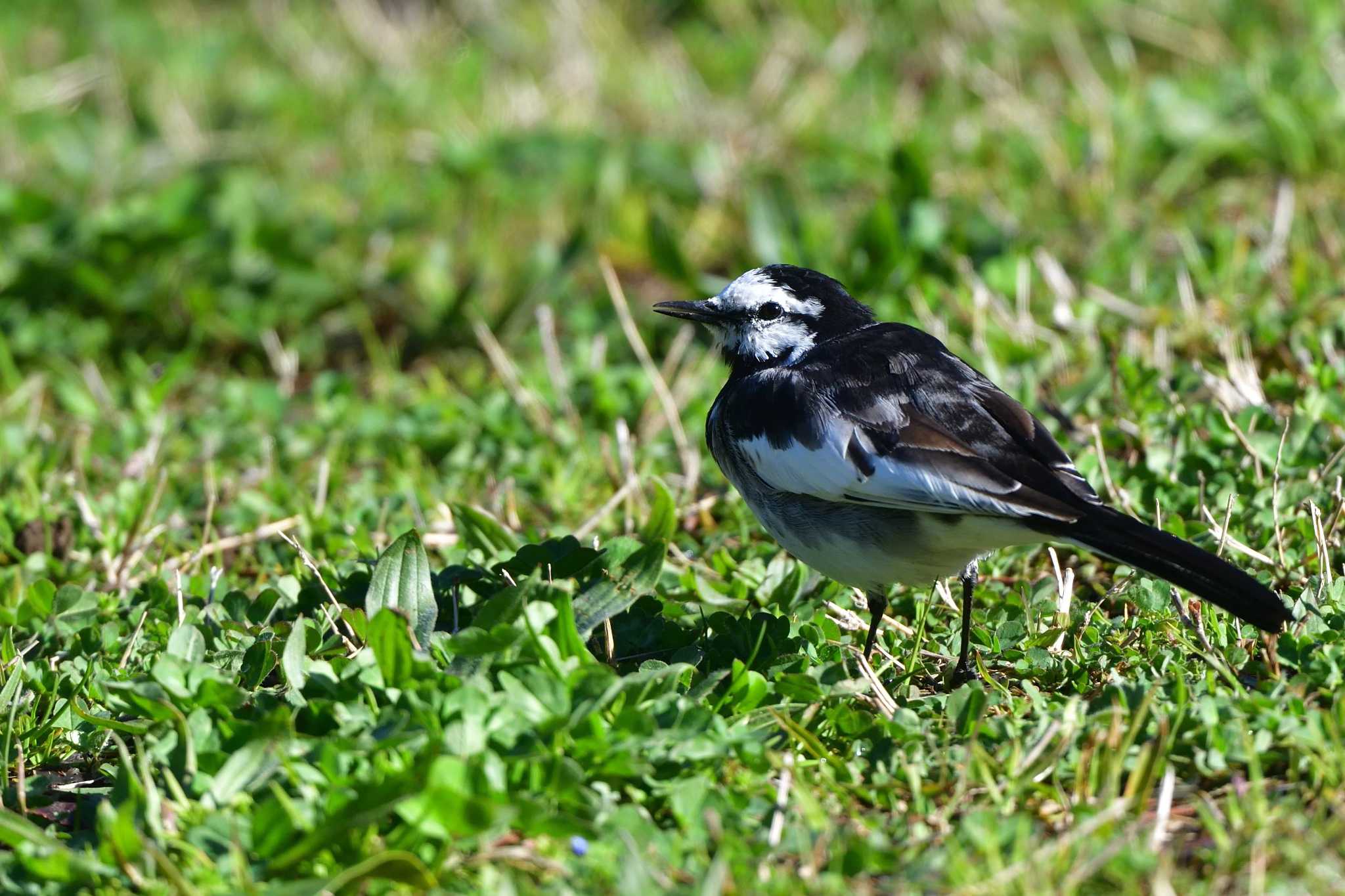 White Wagtail