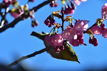 Warbling White-eye Nagahama Park Wed, 3/27/2024