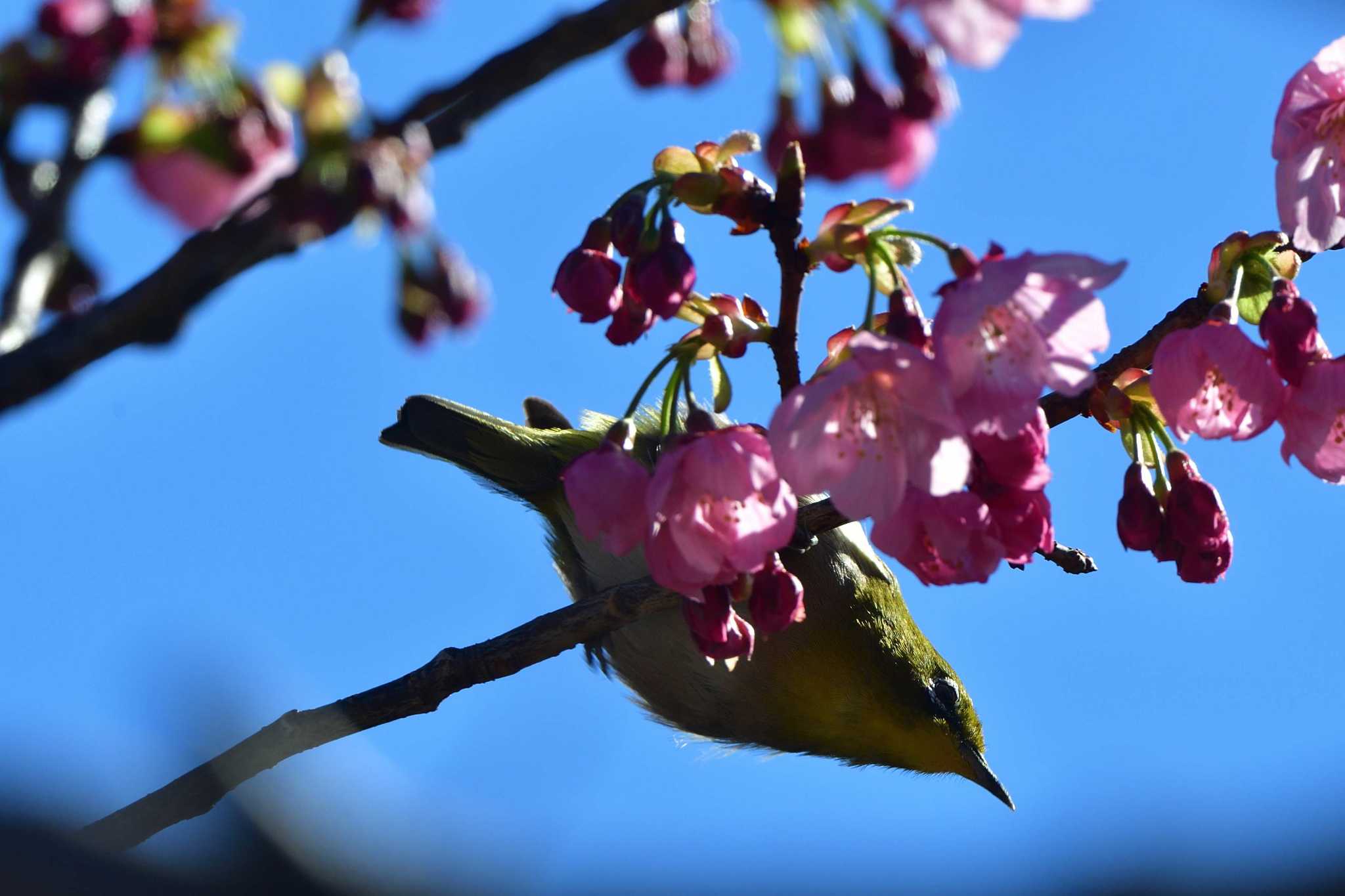 Photo of Warbling White-eye at Nagahama Park by やなさん