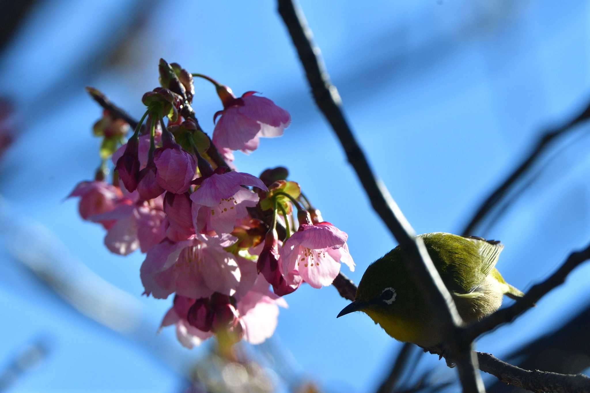 長浜公園 メジロの写真 by やなさん