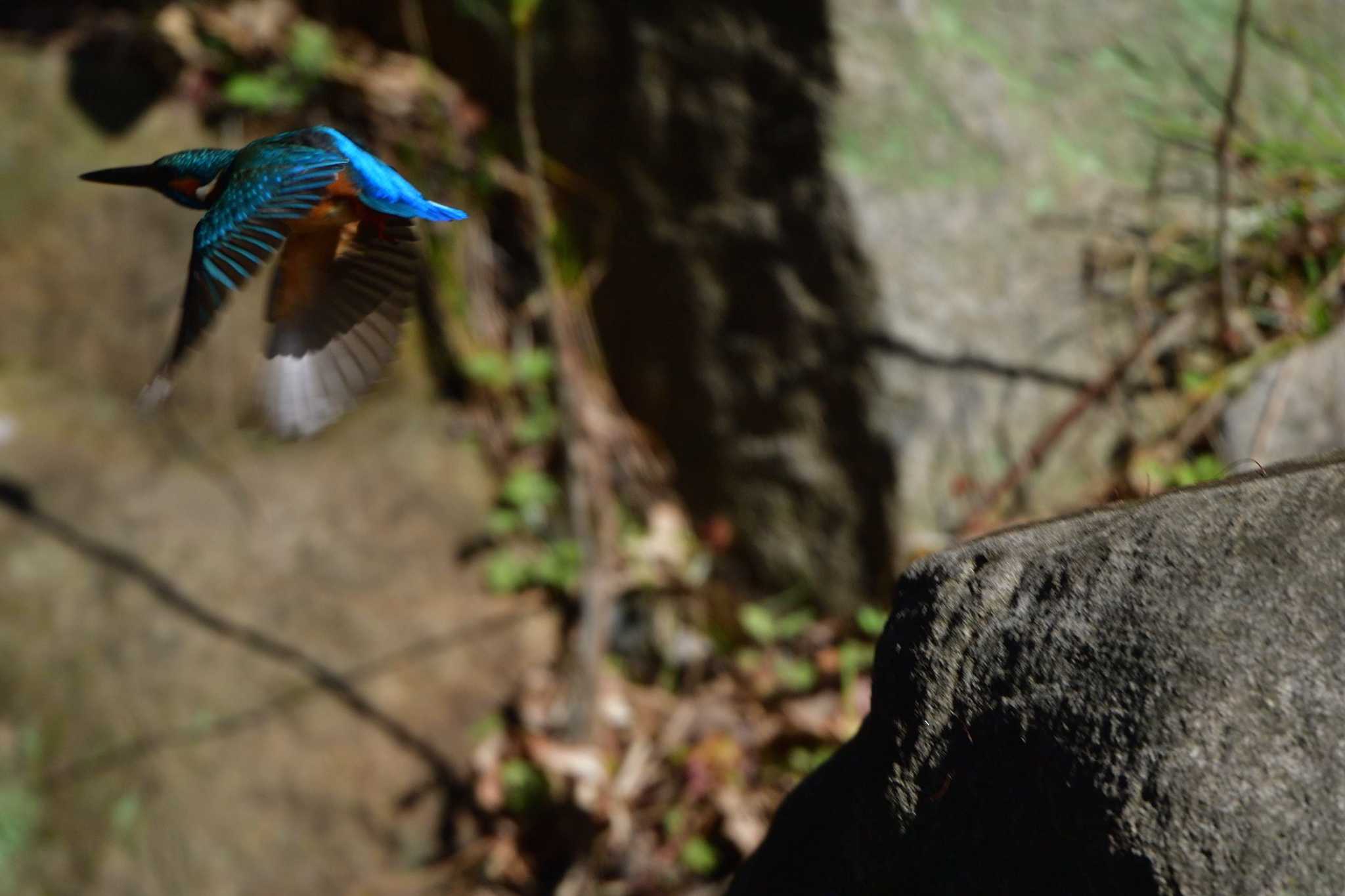 Photo of Common Kingfisher at Nagahama Park by やなさん