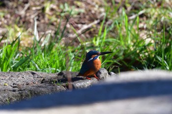 カワセミ 長浜公園 2024年3月27日(水)