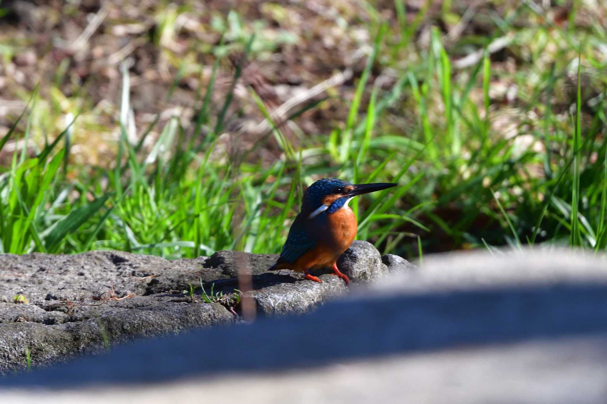 Photo of Common Kingfisher at Nagahama Park by やなさん